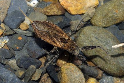 Scorpion de apă - bug de apă dulce