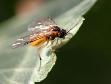 Шкідники смородини опис найнебезпечніших комах і методів боротьби з ними