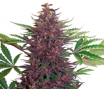 Все про сорт purple kush fem все про коноплі й марихуану на t