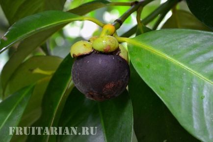 Totul - totul - totul despre mangosteen