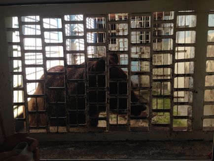 În colțul grădinii zoologice au spus despre toți urșii din Ukhta în august 2017, știri despre Ukhta - orașul Ukhta