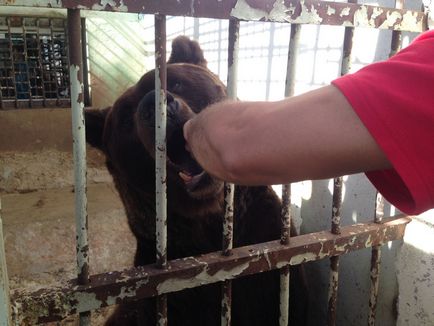 În colțul grădinii zoologice au spus despre toți urșii din Ukhta în august 2017, știri despre Ukhta - orașul Ukhta