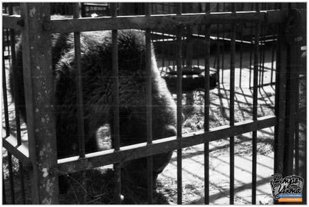 În colțul grădina zoologică a spus despre toți urșii din Ukhta în august 2017, știri despre Ukhta - orașul Ukhta