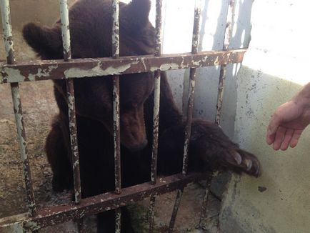 A zoougolke mesélt a medvék augusztus 2017 Wow, Wow hírek - pro Ukhta
