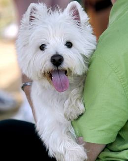 Natura câinelui este West Highland White Terrier