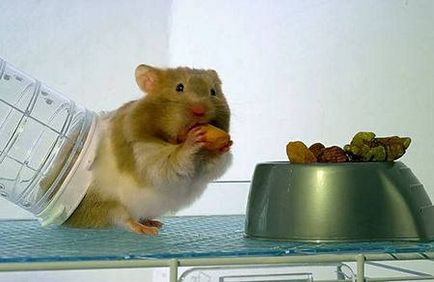 Hamsteri la îngrijirea și întreținerea la domiciliu
