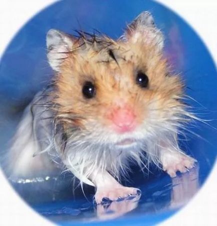 Hamsteri la îngrijirea și întreținerea la domiciliu
