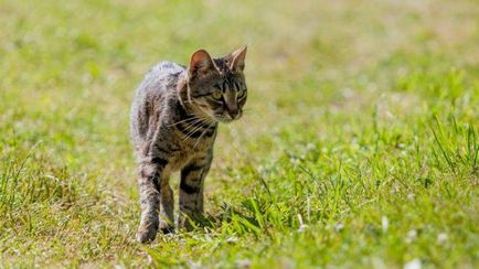 Proprietarul pisicii a fost aproape amendat pentru iepurașii de vânătoare