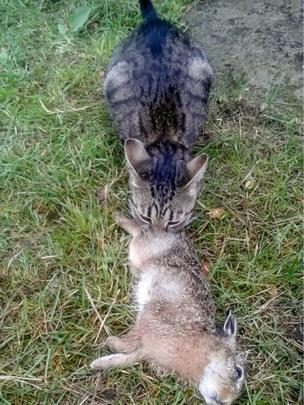 Господаря кішки ледь не оштрафували за те, що вона полювала на зайців