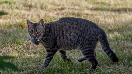 Cat tulajdonos bírságot kapott, mert nem csak az a tény, hogy ő volt a vadászat mezei nyulakra