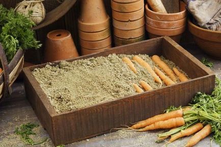 Зберігання моркви на зиму лежкие сорти, коли викопувати, як зберігати в підвалі, в домашніх