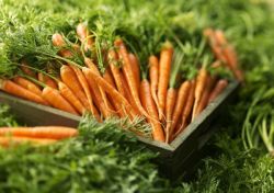 Păstrarea morcovilor pentru iarnă este o varietate ușoară, atunci când se săpare, cum se depozitează în subsol, în casă