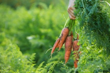 Păstrarea morcovilor pentru iarnă este o varietate ușoară, atunci când se săpare, cum se depozitează în subsol, în casă