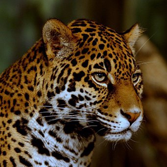 Comunicarea cu animale Jaguar