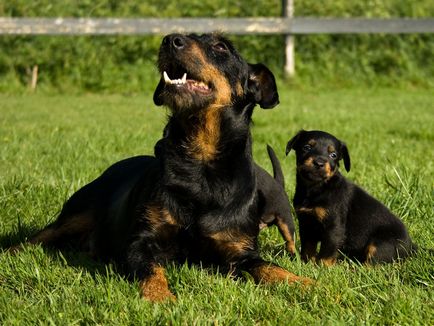 Îngrijirea Yak Terrier pentru terrierul de yagurt, fotografia câinelui, terrierul yagter