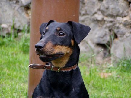 Jak terrier ellátás yagdtererom, kutya képek, yagdterer oktatás