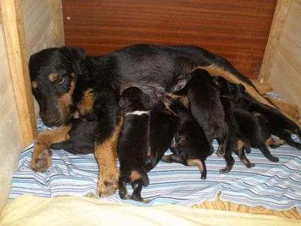 Îngrijirea Yak Terrier pentru terrierul de yagurt, fotografia câinelui, terrierul yagter