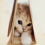 Pisici japoneze, totul despre pisici