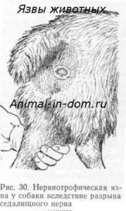 Виразки тварин, лікування домашніх тварин