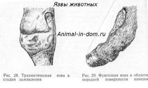 Ulcerul animalelor, tratamentul animalelor domestice