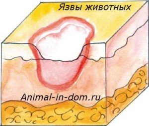 Ulcerul animalelor, tratamentul animalelor domestice