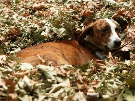 Boli ale sistemului reproductiv al câinilor, enciclopedia câinilor