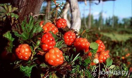 Recoltarea cloudberries - retete de la cloud pentru iarnă