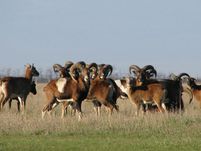 Reserve - Askania Nova -, hogy tetszett, és mit akarunk, hogy több (Askania Nova-park) Reserve - Askania Nova -, hogy tetszett, és mit akarunk még több