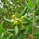 Inversiunea intestinelor - parcele, tratamentul bolilor