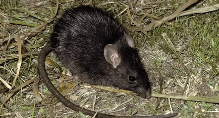 Pământul șobolan - cum să scapi și care înseamnă să lupți mai eficient