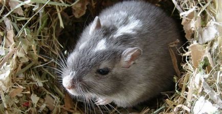 Soarecii de șobolani se luptă cu ei pe site și pe grădina de legume