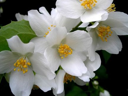 Jasmine ültetés és gondozás (jázmin) Jasmine ültetés és gondozás