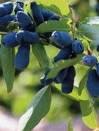 Honeysuckle ehető csoport kozmetológiai, plasztikai sebészet (lonc öntsünk csésze) Lonc ehető művész kozmetológiai, plasztikai sebészet