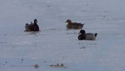 A rezidens a Kurgan régió mentett fagyott be a tó kacsák