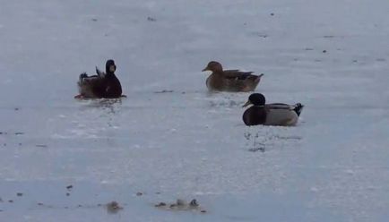 Un rezident al regiunii Kurgan a salvat o rață înghețată în lac