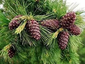 Oleoresin cédrus Cedar olaj készítmény, hasznos tulajdonság és javallatok (olaj) Oleoresin cédrus Cedar olaj készítmény, hasznos tulajdonság és javallatok