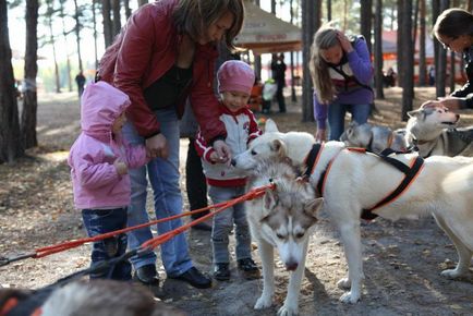 Faceți cunoștință cu prietenul dvs. - Husky - excursii și excursii