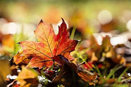 Golden Autumn élet