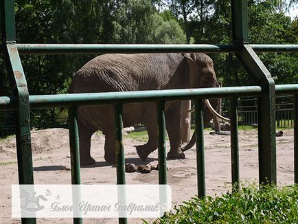 Зоопарк і Оливський парк в Гданську - враження і фото