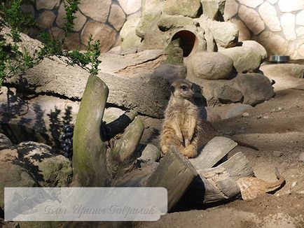 Gradina Zoologica si Olive Park din Gdansk - impresii si fotografii