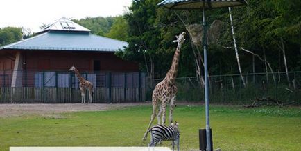 Gradina Zoologica si Olive Park din Gdansk - impresii si fotografii