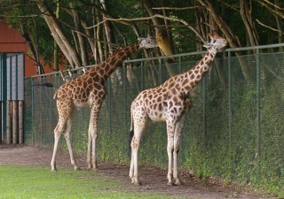 Gradina zoologica - cumparaturi