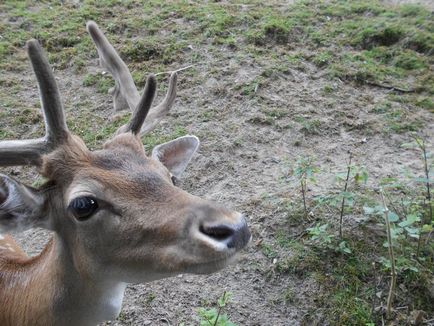 Gradina zoologica din Gdansk - o calatorie prin viata