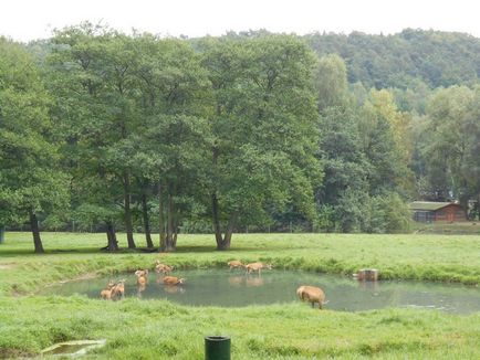 Gradina zoologica din Gdansk - o calatorie prin viata