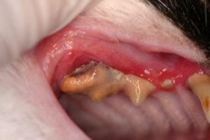 Зубний камінь у кішок причини появи, лікування, профілактика
