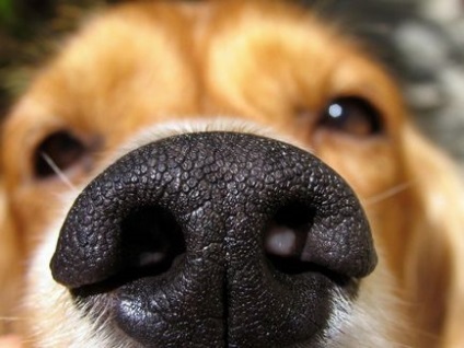 10 Fapte neobișnuite despre câini