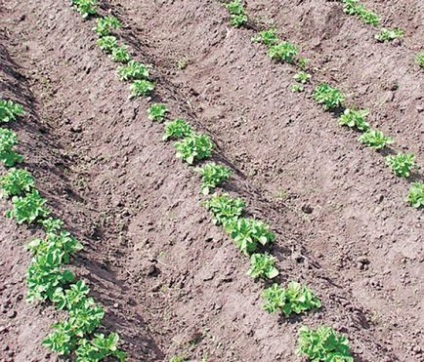 10 Moduri de cultivare a unui cartof