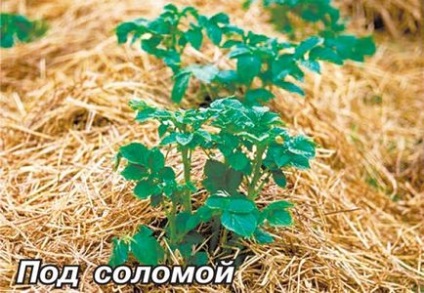 10 Способів вирощування картоплі