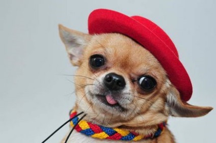 10 Lucruri pe care nu le știai despre Chihuahua