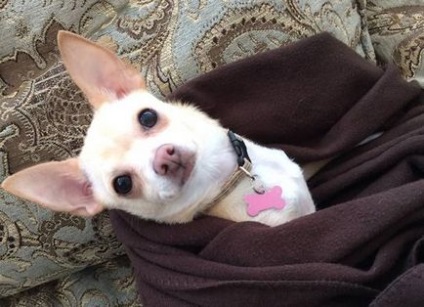 10 Lucruri pe care nu le știai despre Chihuahua